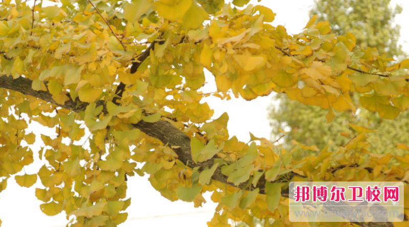貴州2023年男生讀衛(wèi)校學什么好
